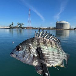 フカセ釣りにてチヌ狙い