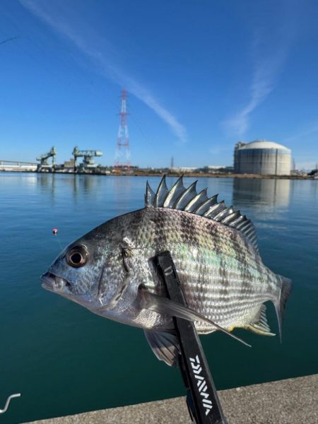 フカセ釣りにてチヌ狙い