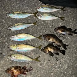 仕事終わりにアジング