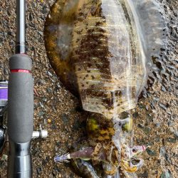 釣り納めと釣り始め!