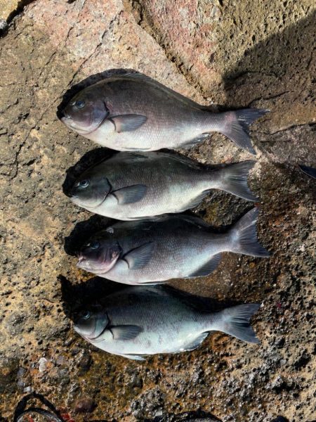 朝マズメの1時間だけ