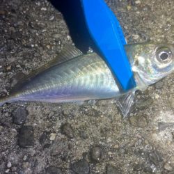 鯵を探して三千里 Vol.93