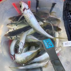 サビキでアジ釣り