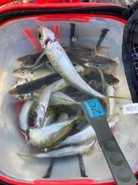 サビキでアジ釣り