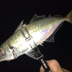 悶絶アジング&ロックフィッシュ