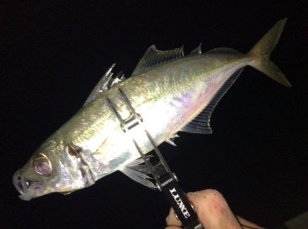 悶絶アジング＆ロックフィッシュ