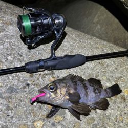 深いレンジで一瞬の時合い!アミパターンなのか!?