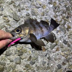 姫路メバリング｜ガシラ覚悟のボトム攻めで良型メバル発見！