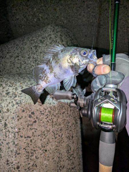 ベイトメバリング