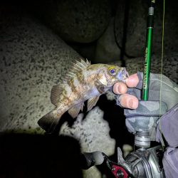 タフコンメバリング