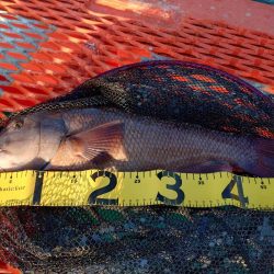 初めてのカンダイ釣り