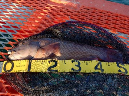初めてのカンダイ釣り