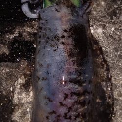 初釣りでクジラ出没!(*_*)