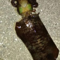 今年初、黒髭軍団釣りキャンプ参戦