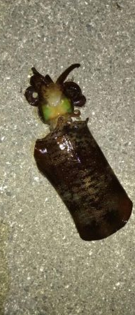 今年初、黒髭軍団釣りキャンプ参戦