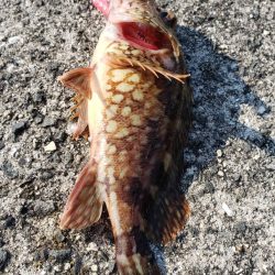 ガシラ探し@由良周辺