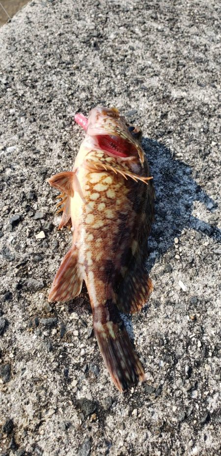 ガシラ探し@由良周辺