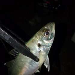 初釣り(尺)?フロートゲーム~