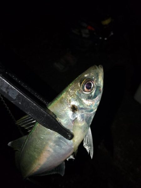 初釣り(尺)?フロートゲーム~