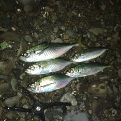 (尺アジ)フロートゲーム~