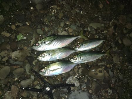 (尺アジ)フロートゲーム～