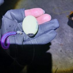 1発大物狙い成功？