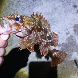 新リグでアジング　尺アジゲット