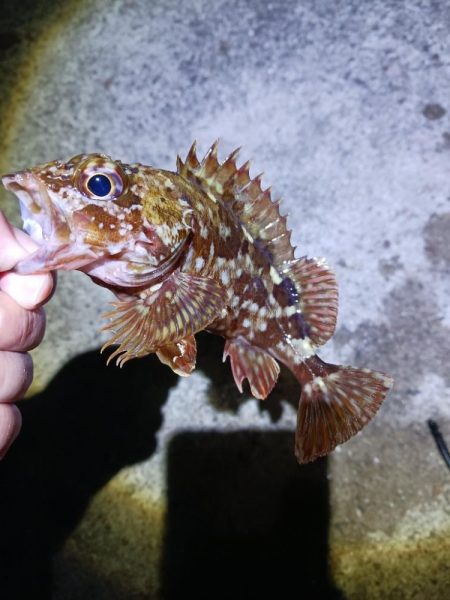 新リグでアジング　尺アジゲット