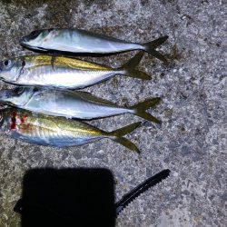 アジ大物狙い失敗、数釣り成功