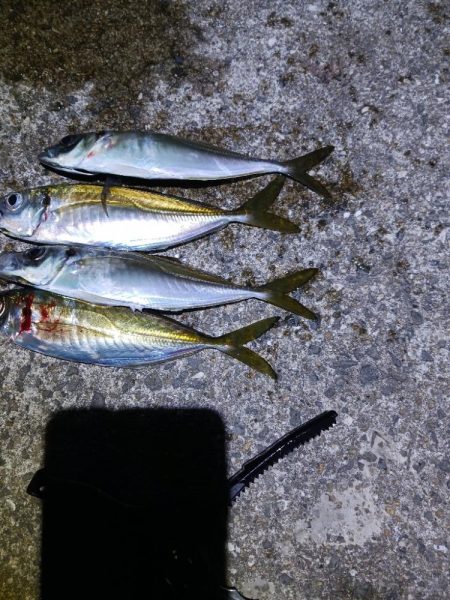 アジ大物狙い失敗、数釣り成功