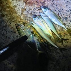 久し振りのジグ単アジング