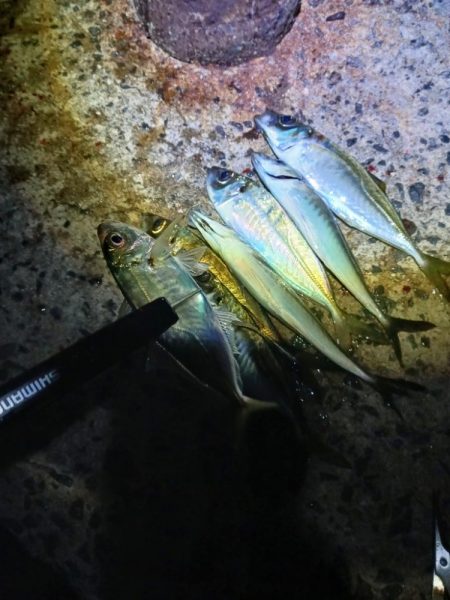 久し振りのジグ単アジング