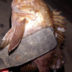 電気ウキ初釣り