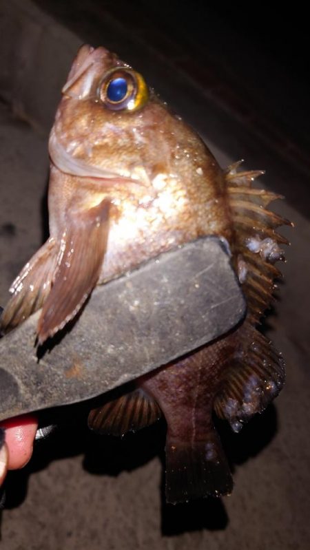 電気ウキ初釣り