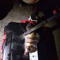 泉大津アジング