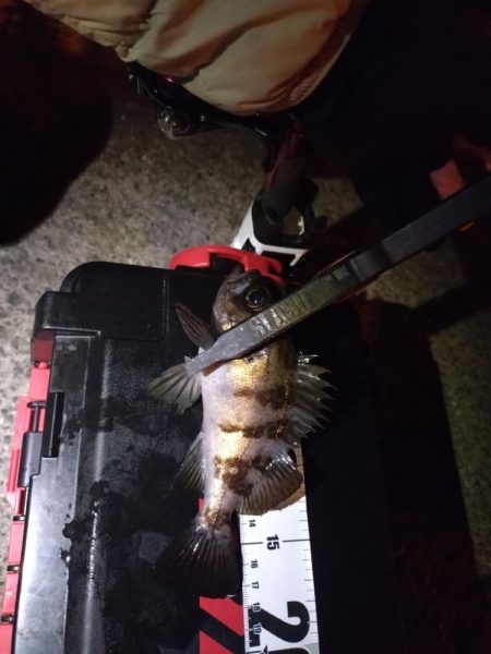 泉大津アジング