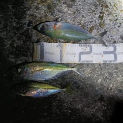 1/17釣果　真鯛微妙なサイズ入れ食い。