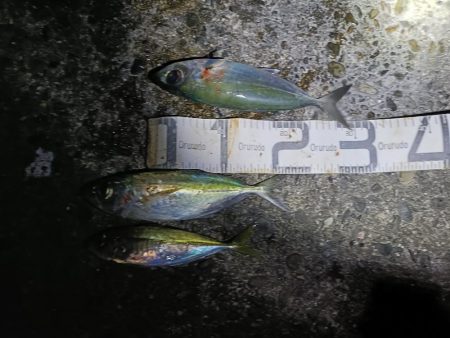 1/17釣果　真鯛微妙なサイズ入れ食い。