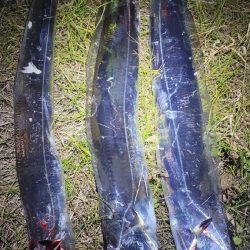 1月いっぱいくらいまでは釣れるといいですね