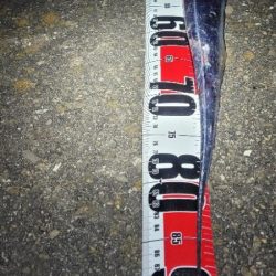 潮目的には微妙かなと思ってましたが