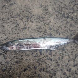 サワラとアイゴ