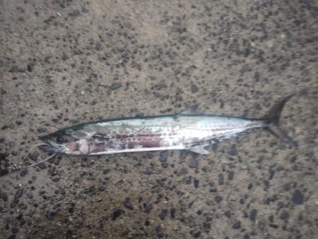 サワラとアイゴ