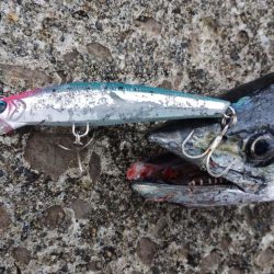 アイゴとサワラ