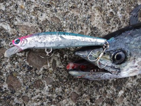 アイゴとサワラ