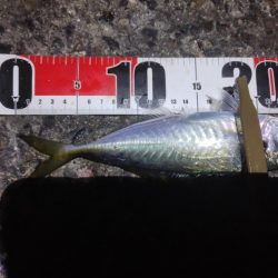 鱒レンジャーアジング