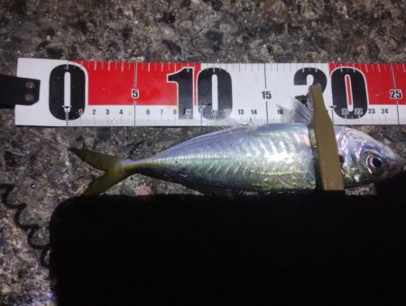 鱒レンジャーアジング