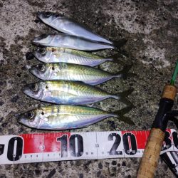 鱒レンジャーアジング