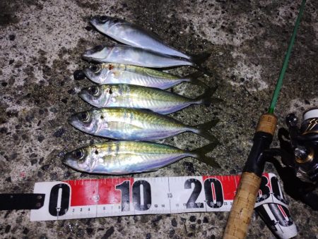 鱒レンジャーアジング