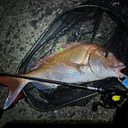 チニングでショアレッド！