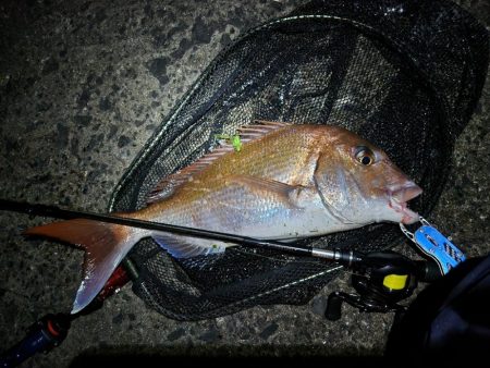 チニングでショアレッド！